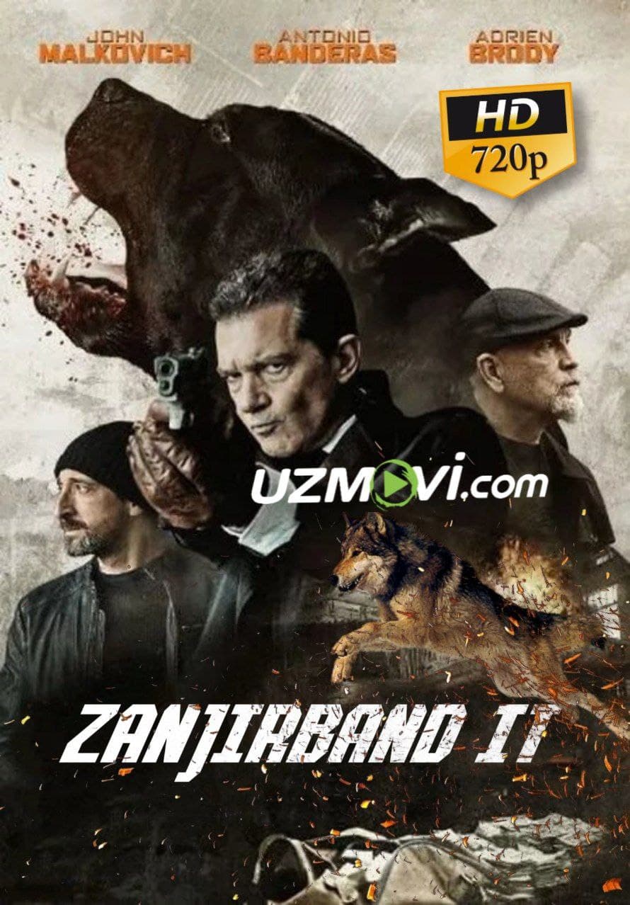 Zanjirlangan zanjirband it vaxshiy kuchuk